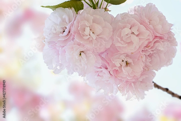 Fototapeta 満開の八重桜
