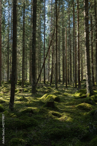 Fototapeta Sunlight morning in natural forest of spruce trees with mossy green boulders.