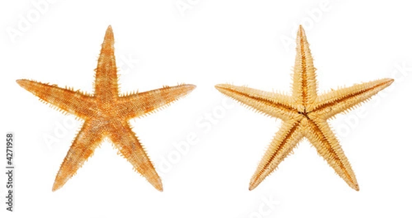 Fototapeta Starfish