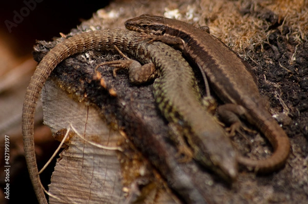 Obraz Eidechsen Paar