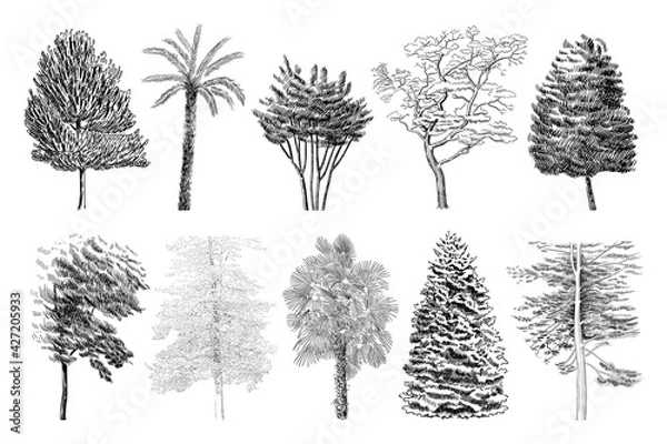 Fototapeta Vector set of different trees illustrations. Sketch art
