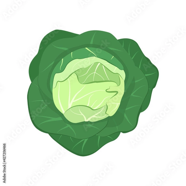 Fototapeta Cabbage icon. Food for a healthy diet. Natural product made from green vegetables, suitable for vegetarians. A source of vitamins
