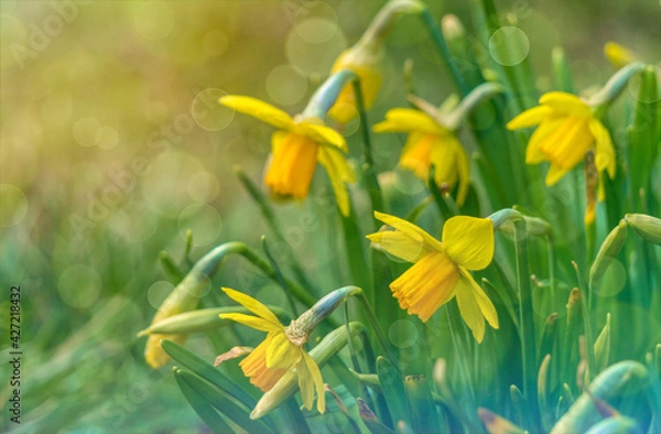 Obraz Bright yellow spring flowers of daffodils in city park	