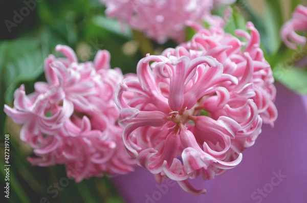 Fototapeta pink hyacinths macro shooting close-up in a beautiful pot on a background of greenery, bouquet of hyacinths