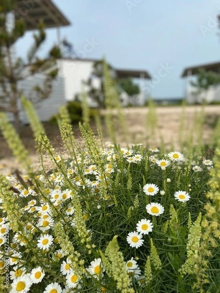 Obraz daisies on the seashore