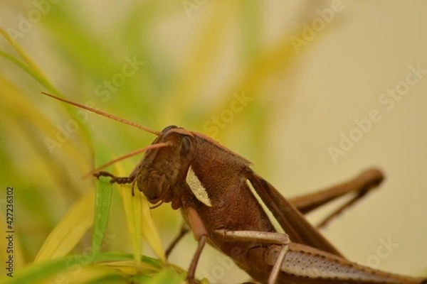Fototapeta grasshopper on a leaf