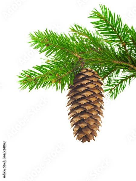 Fototapeta Spruce branch with cone on a white background