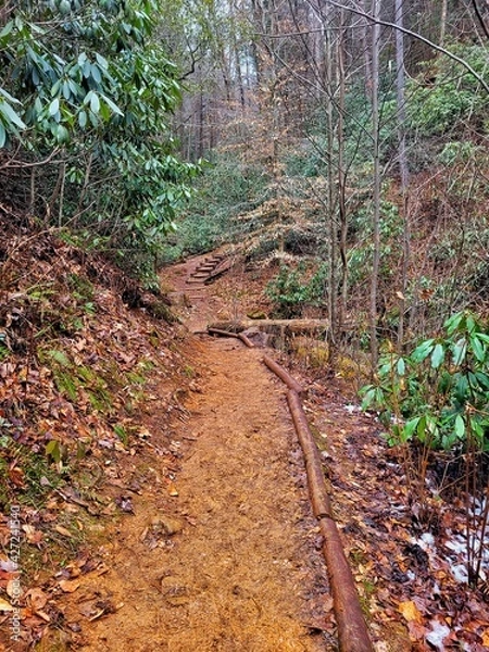 Obraz path in the woods