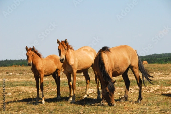 Obraz Horses