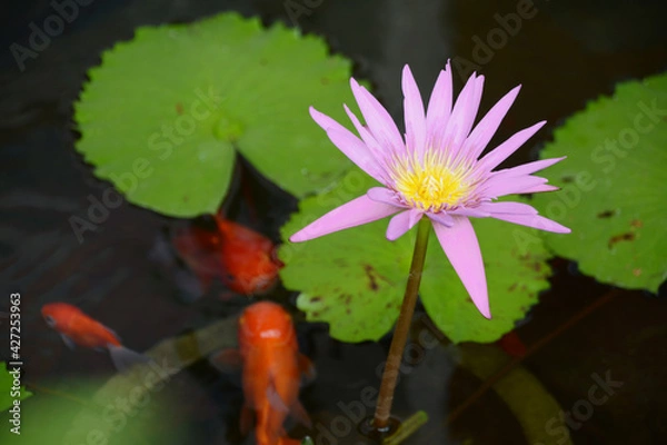 Obraz 東南アジア、インドネシア、バリ島の池の濃いピンク色の満開の睡蓮の花と葉、赤い金魚、鯉。