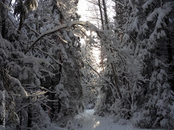Fototapeta snow covered trees