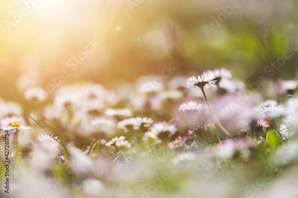 Obraz Daisies in springtime: Idyllic close up of wildflower meadow