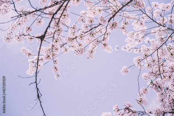 Obraz 桜