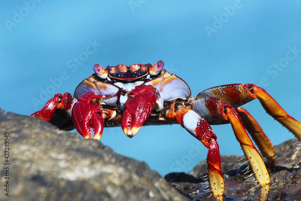 Obraz rote_Klippenkrabbe