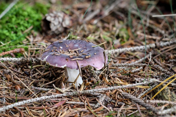 Fototapeta Ein Pilz auf dem Waldboden. Im Herbst ist Pilzzeit.