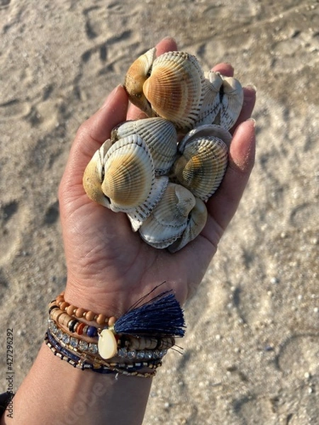 Obraz hand holding seashells