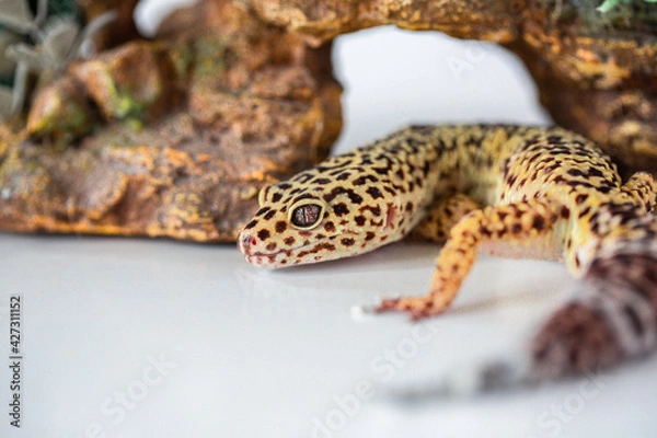 Obraz Leopard Spotted Gecko