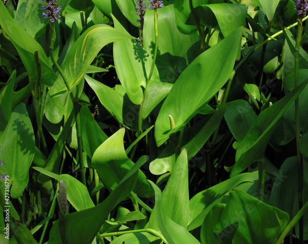 Fototapeta Green Water Lillies detail with single dominent stamen as center interest. Pigeon Forge, Tennessee, 2006