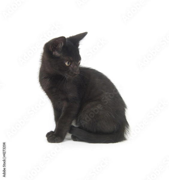Fototapeta Black kitten on white background