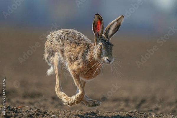 Obraz hare is running in the beautiful light ,european wildlife, wild animal in the nature habitat, , lepus europaeus