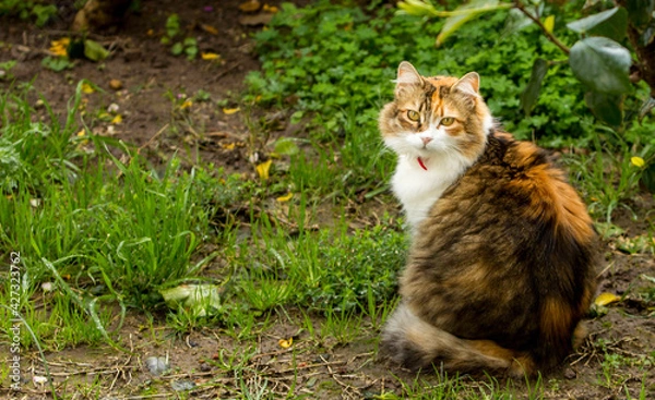 Obraz Cute Calico cat in full body portrait, seen from back, looking at lens, in a garden with foliage. 