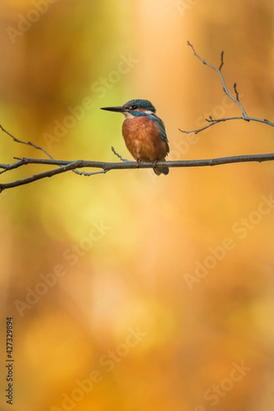 Obraz Kingfisher sitting on a branch in autumn colors. Kingfisher in evening sunlight. Portrait of attractive colorful bird with turquoise and orange feather in its natural environment