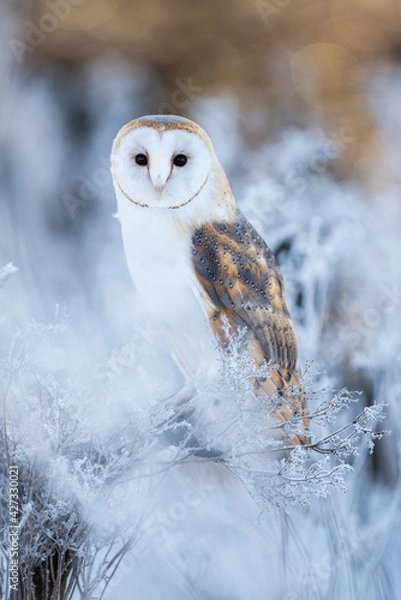 Fototapeta Barn owl, Tyto alba sitting on a stem in the frozen morning. Light brown bird of prey sitting in the backlight in the cold weather. Winter portrait of a barn owl.