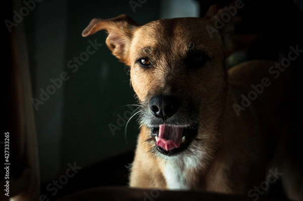 Obraz Retrato de perro