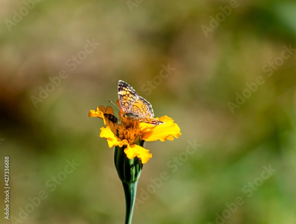Fototapeta Bug and Butterfly 1