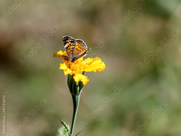 Fototapeta Bug and Butterfly 2