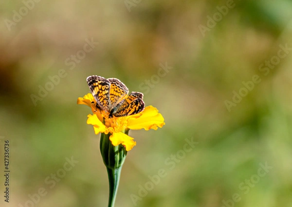 Fototapeta Bug and Butterfly 3
