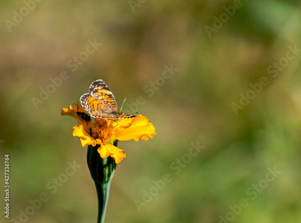 Fototapeta Bug and Butterfly 4