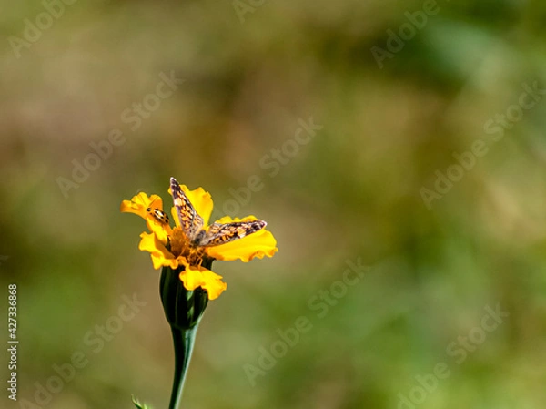 Fototapeta Bug and Butterfly 8