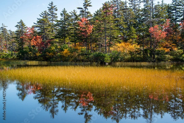 Obraz Outono em Hokkaido.	