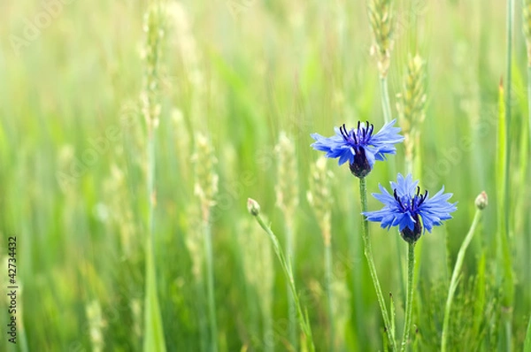 Obraz cornflowers in a field