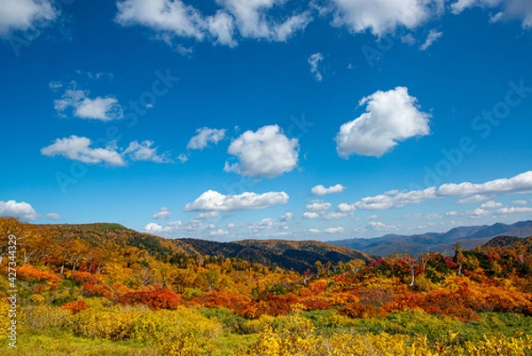 Obraz Outono em Hokkaido.	