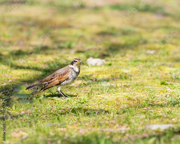 Obraz pássaro silvestre do Japão.	