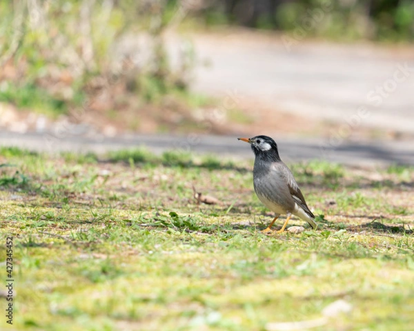 Obraz pássaro silvestre do Japão.	