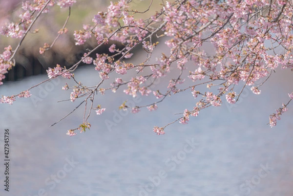 Obraz cerejeiras do Japão.