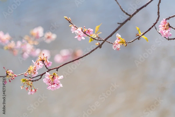 Obraz cerejeiras do Japão.