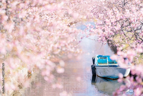 Obraz cerejeiras do Japão.