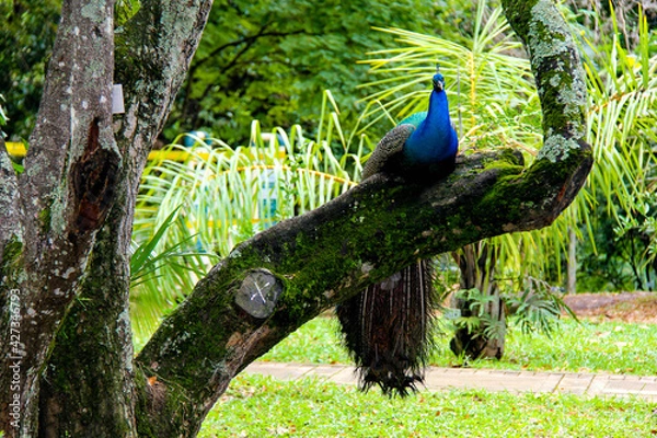 Obraz peacock in the forest