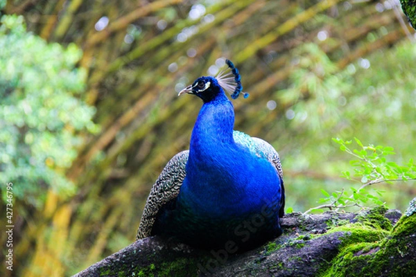 Obraz peacock in the park
