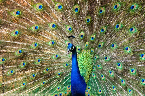 Obraz peacock with feathers