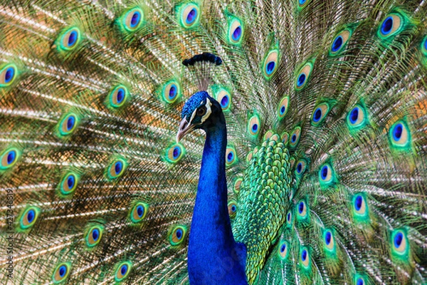 Obraz peacock with feathers out
