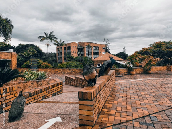 Obraz Javeriana Cali