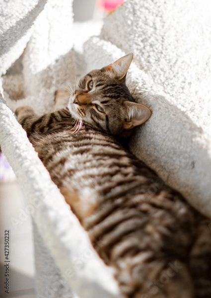 Obraz cat on the bench