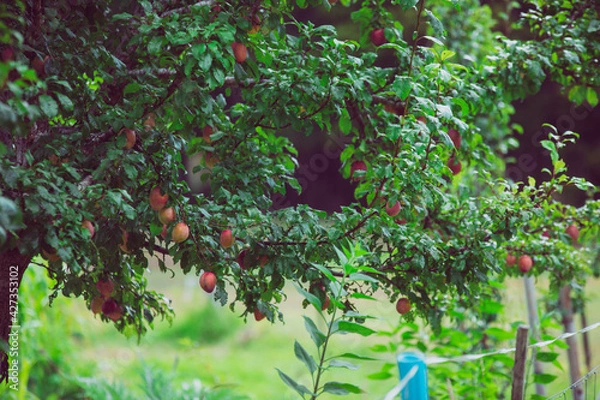 Obraz Arbre fruitier