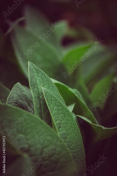 Obraz Leafs with blurry background