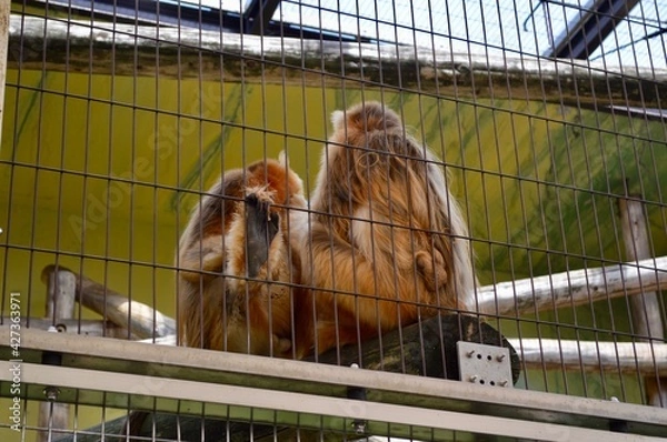 Fototapeta キンシコウ